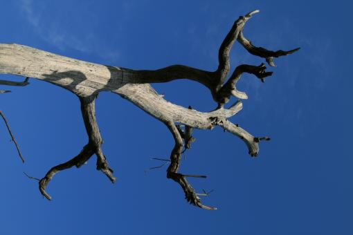Dead Tree - Free Stock Photo