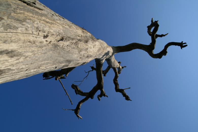 Free stock image of Dead Tree created by Tossaporn Santad