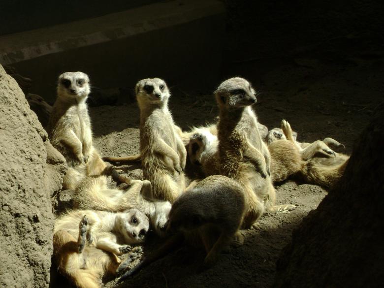 Free stock image of Sunbathing Meerkats created by Lokigrl616