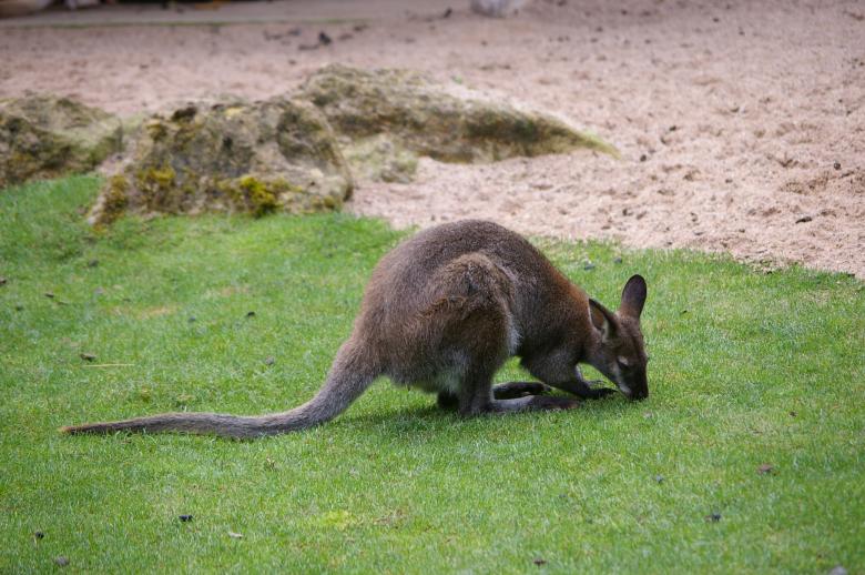 Free stock image of Kangaroo created by frhuynh