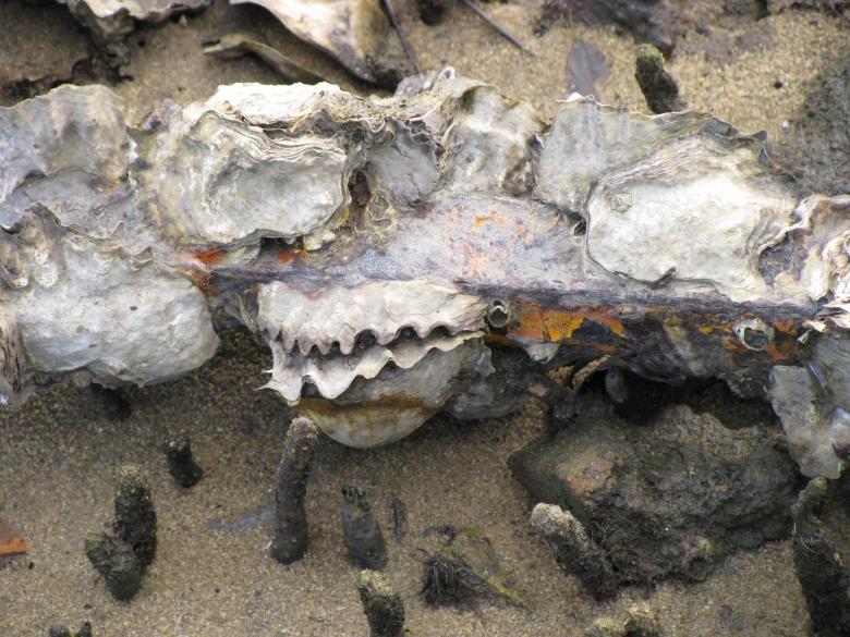Free stock image of Sea shells created by Osama Hasan Khan
