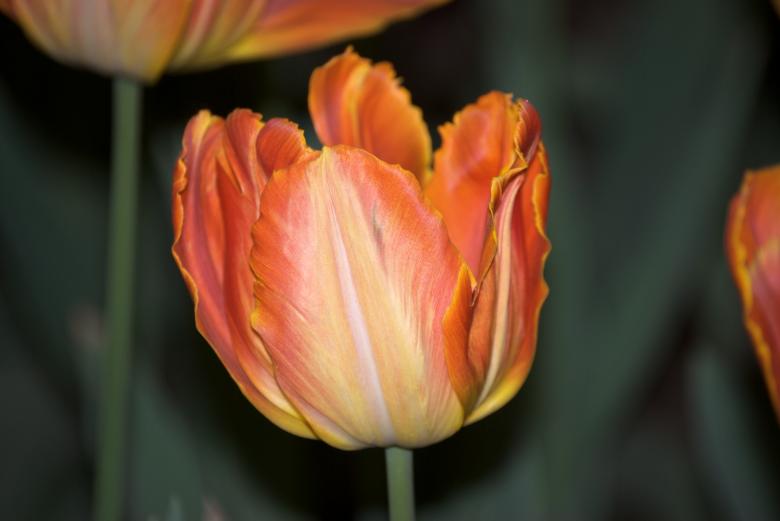 Free stock image of Orange Tulips created by Iris Liu