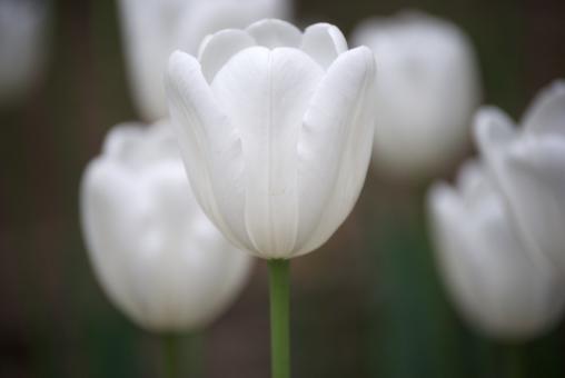 White Tulips - Free Stock Photo