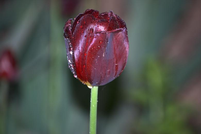 Free stock image of Red Tulip created by Iris Liu