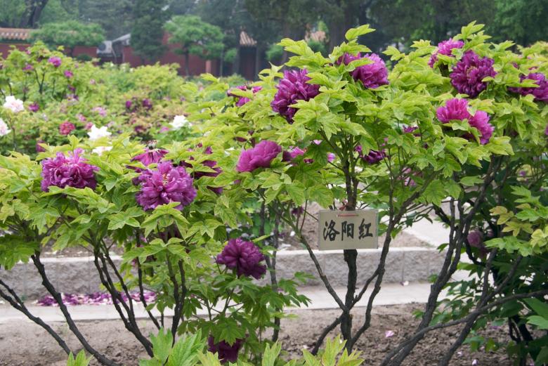 Free stock image of Tree Peony created by Iris Liu