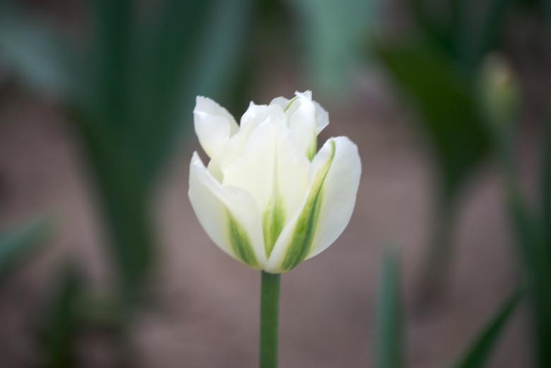 Free stock image of Single white Tulip created by Iris Liu