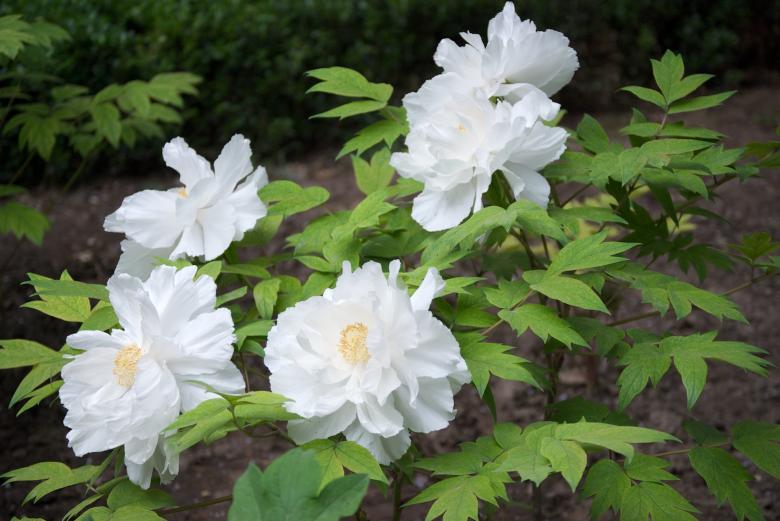 Free stock image of Tree Peony created by Iris Liu