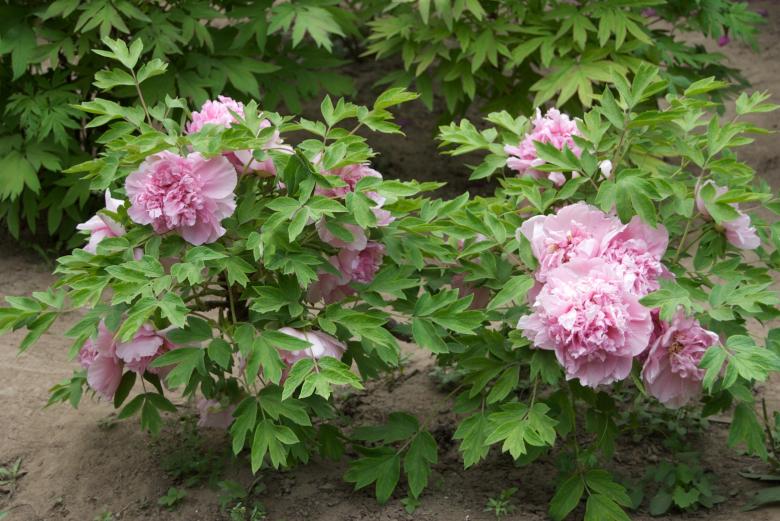 Free stock image of Tree Peony created by Iris Liu