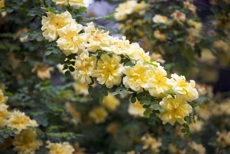 Free stock image of Yellow flowers created by Iris Liu