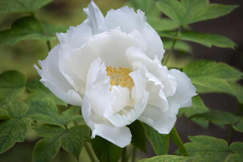 Free stock image of White Tree Peony created by Iris Liu