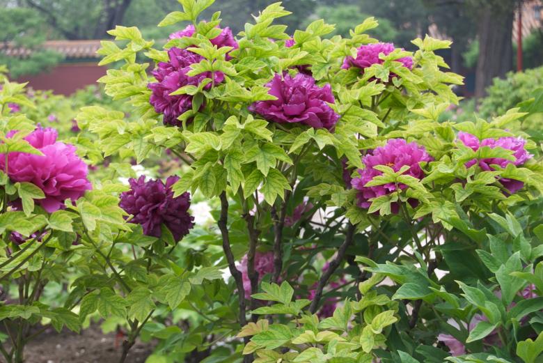 Free stock image of Pink Tree Peony created by Iris Liu
