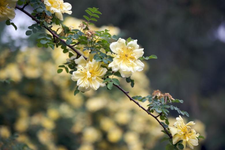 Free stock image of Yellow flowers created by Iris Liu