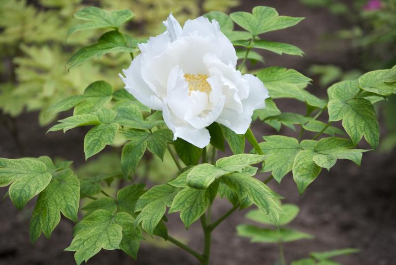 Free stock image of Tree Peony created by Iris Liu
