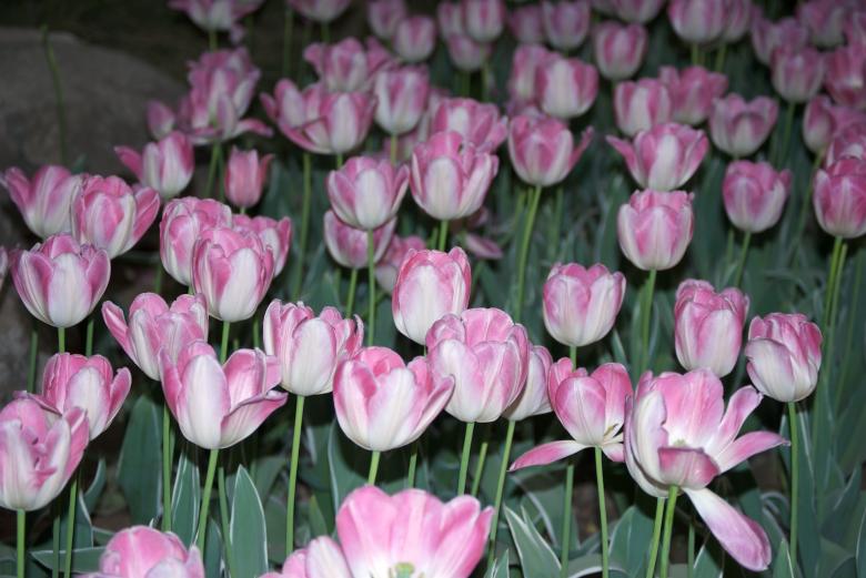 Free stock image of Pink Tulips created by Iris Liu