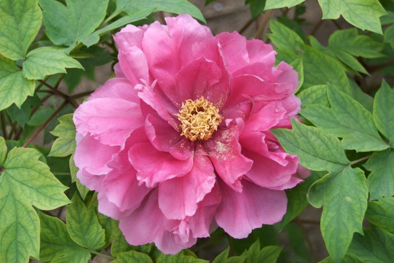 Free stock image of Pink Tree Peony created by Iris Liu