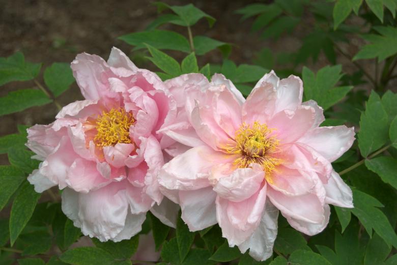 Free stock image of Pink Tree Peony created by Iris Liu