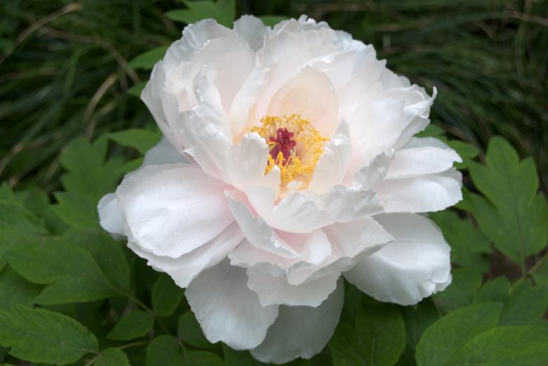 Free stock image of White Tree Peony created by Iris Liu