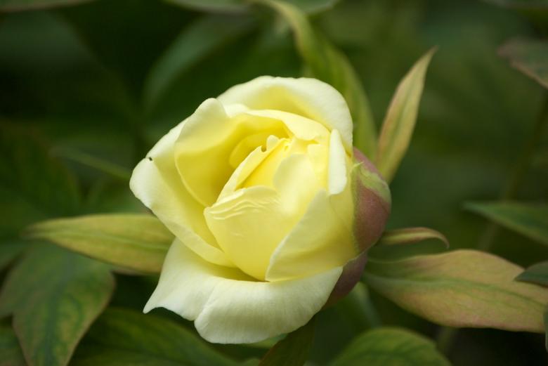Free stock image of Yellow Tree Peony created by Iris Liu