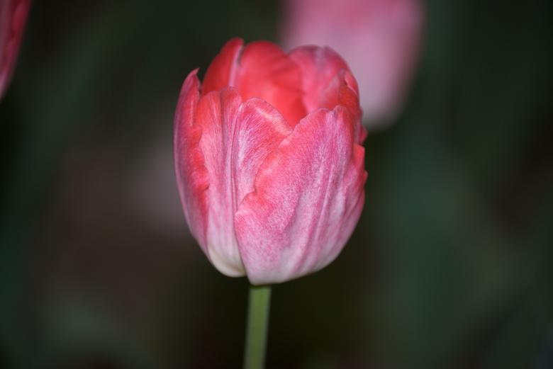 Free stock image of Pink Tulip created by Iris Liu