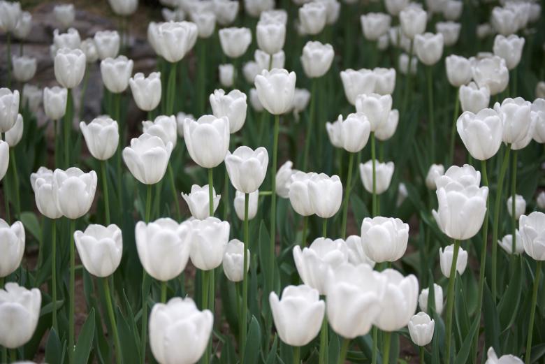 Free stock image of White Tulips created by Iris Liu