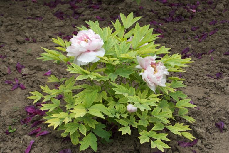 Free stock image of Tree Peony created by Iris Liu
