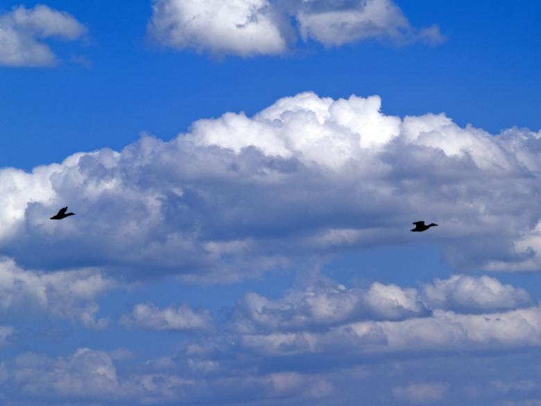 Free stock image of Cloud scene created by Alen