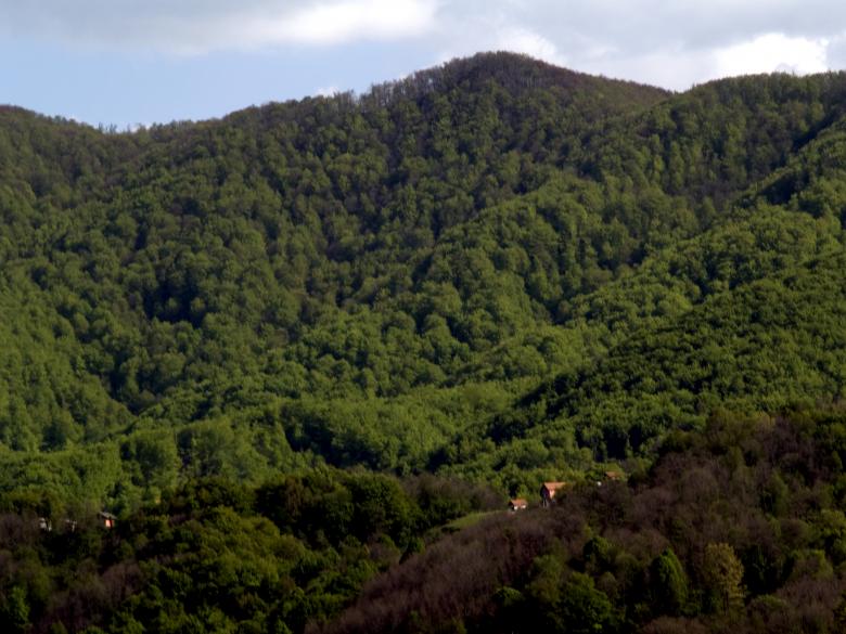 Free stock image of Tree covered mountains created by Alen
