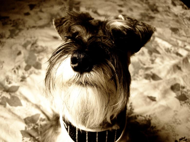 Free stock image of Miniature schnauzer created by Iris Liu