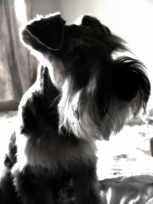Free stock image of Miniature schnauzer created by Iris Liu
