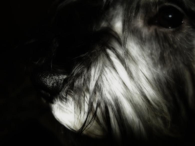 Free stock image of Miniature schnauzer created by Iris Liu