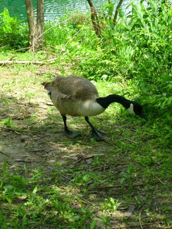 Free stock image of Canada Goose created by Lokigrl616