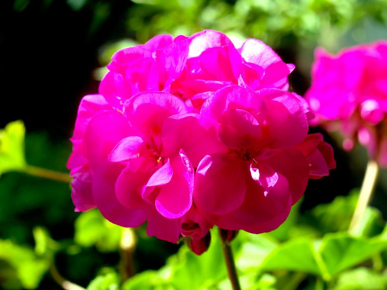 Free stock image of Pink Flowers created by Alen