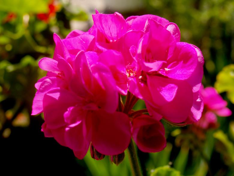Free stock image of Pink Flowers created by Alen