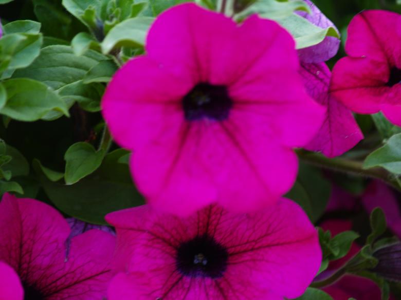 Free stock image of Pink Flowers created by Alen