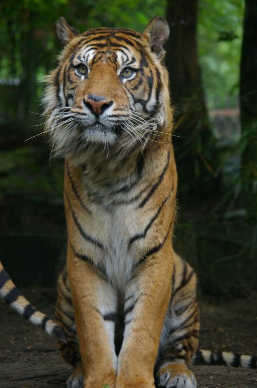 Free stock image of Tiger created by frhuynh