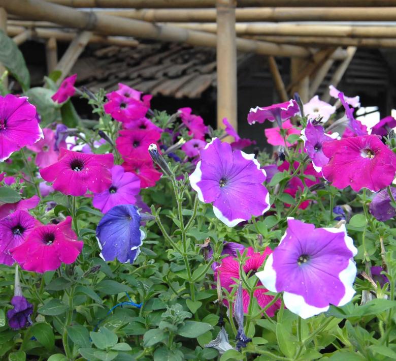 Free stock image of Flowers created by Didi Supardi