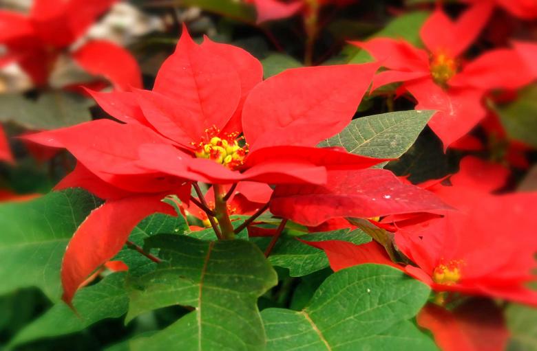 Free stock image of Flowers created by Didi Supardi