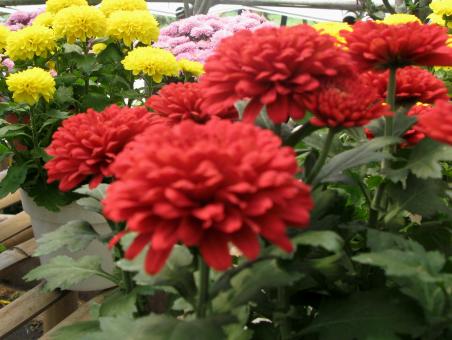 Flowers - Free Stock Photo