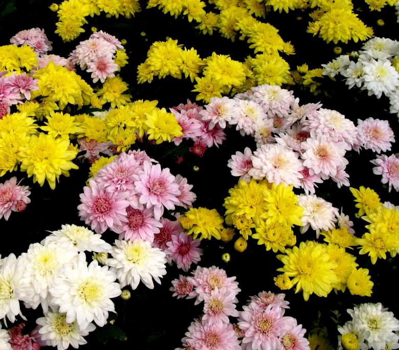 Free stock image of Flowers created by Didi Supardi