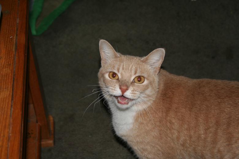 Free stock image of Meaaww created by Jessica Moreno