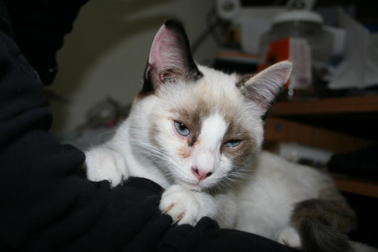 Free stock image of Sleepy cat created by Jessica Moreno