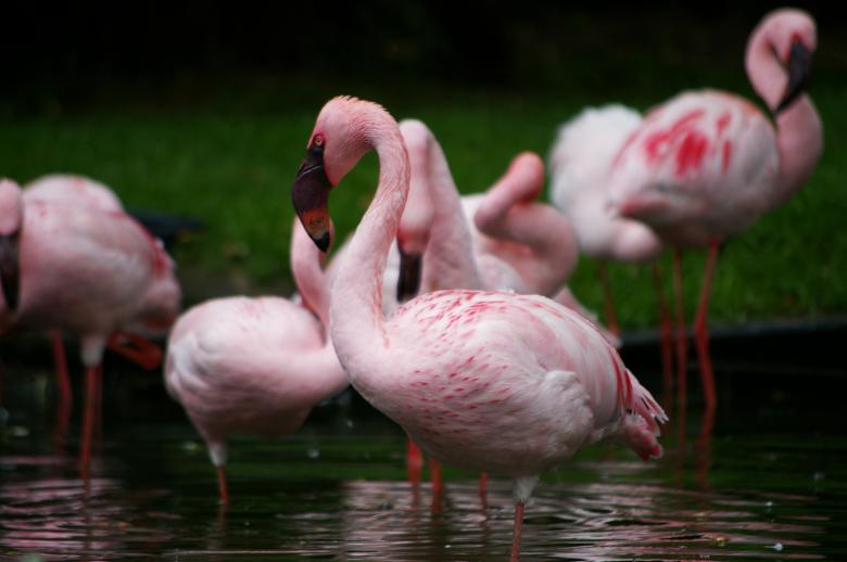 Free stock image of Pink flamengos created by frhuynh