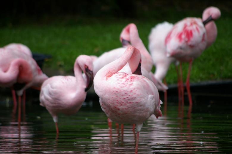Free stock image of Pink flamengos created by frhuynh
