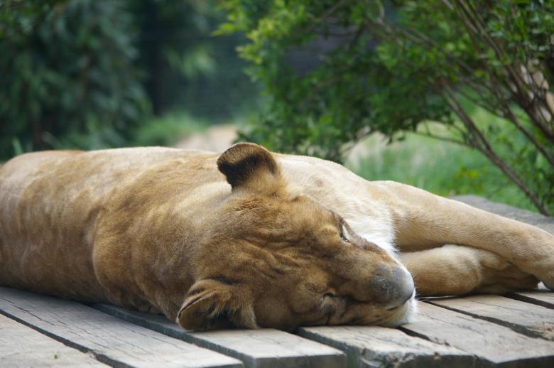 Free stock image of Lioness created by frhuynh