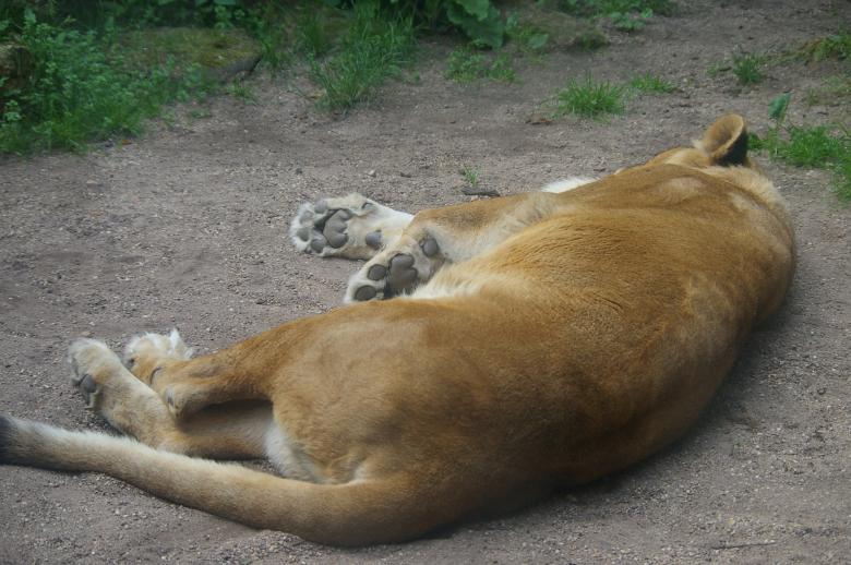 Free stock image of Lioness created by frhuynh