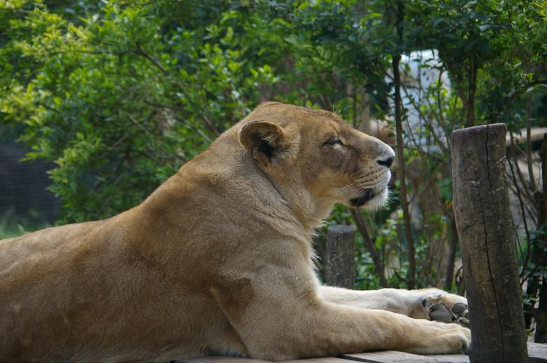 Free stock image of Lioness created by frhuynh