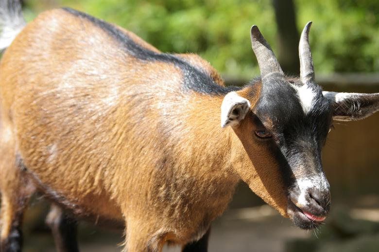 Free stock image of Goat created by frhuynh
