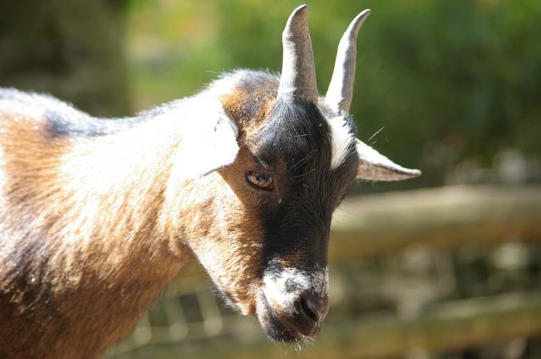 Free stock image of Goat created by frhuynh