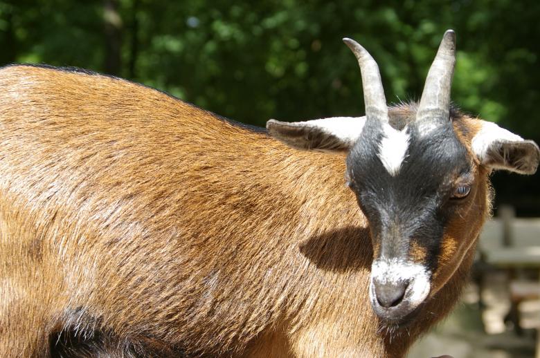 Free stock image of Goat created by frhuynh
