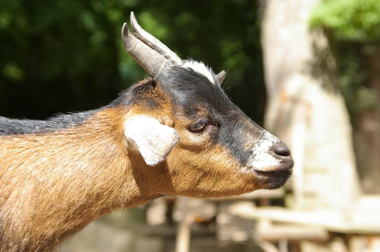 Free stock image of Goat created by frhuynh